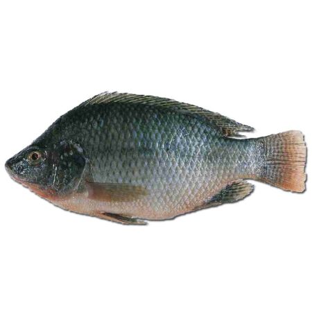 Fish Tilapia 500-800 g. 1 pcs. Frozen/Kimex