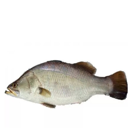 Fish Large Koral Whole 2 kg. /Frozen