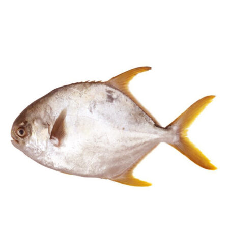 Golden Pomfret RN Brand 400-600 g. /Frozen
