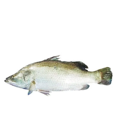 Fish Large Koral Whole 4+ kg. /Frozen